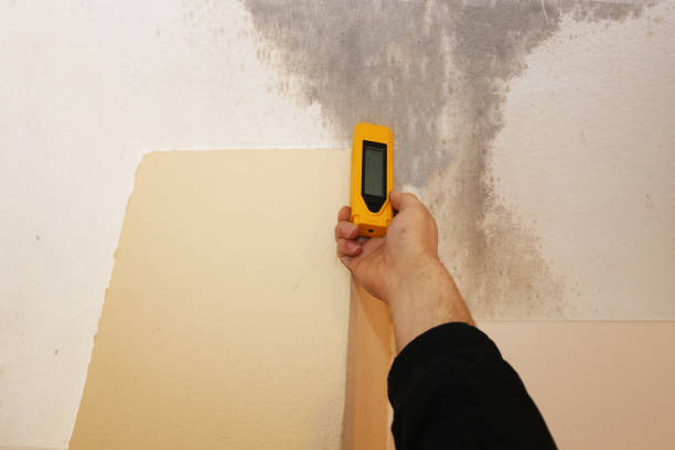 Best Industrial Mold Remediation  in Trophy Clu, TX
