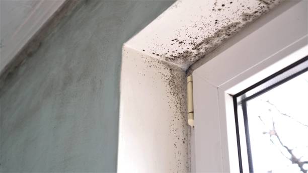 Best Mold Damage Restoration  in Trophy Clu, TX
