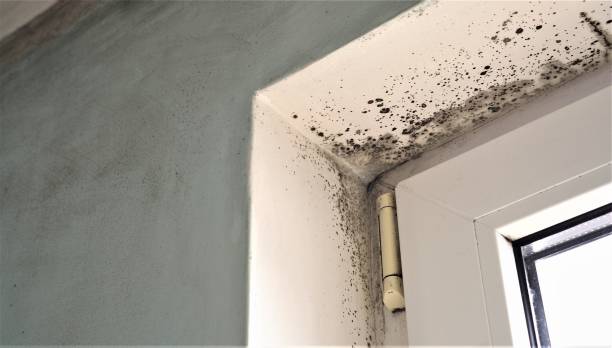 Best Crawl Space Mold Remediation  in Trophy Clu, TX
