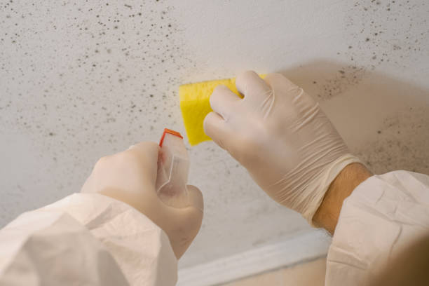 Best Forensic Mold Investigation  in Trophy Clu, TX