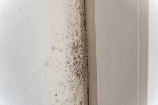 Best Environmental Consulting for Mold Prevention  in Trophy Clu, TX