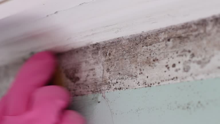 Best Water Damage & Mold Remediation  in Trophy Clu, TX